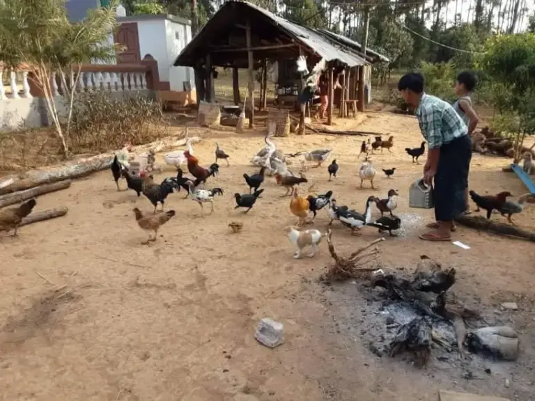 Ein Mann füttert Hühner und Enten auf der Farm.