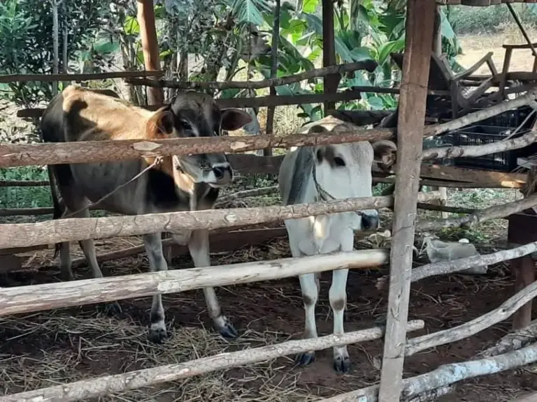 Zwei Rinder in einem Gatter aus Holzstangen.