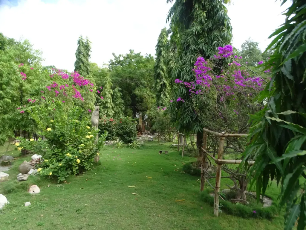Garten mit blühender Bougainvillea und grüner Wiese.