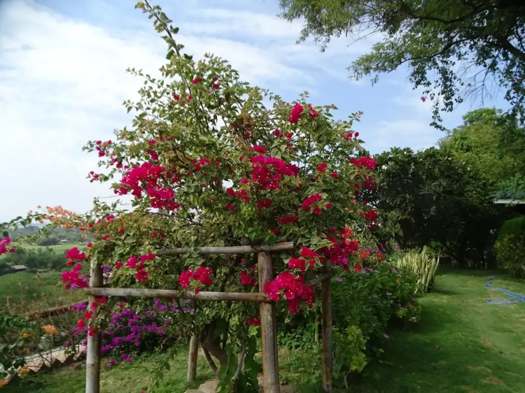 Blühender Busch mit roten Blüten im Garten des Guesthouse.