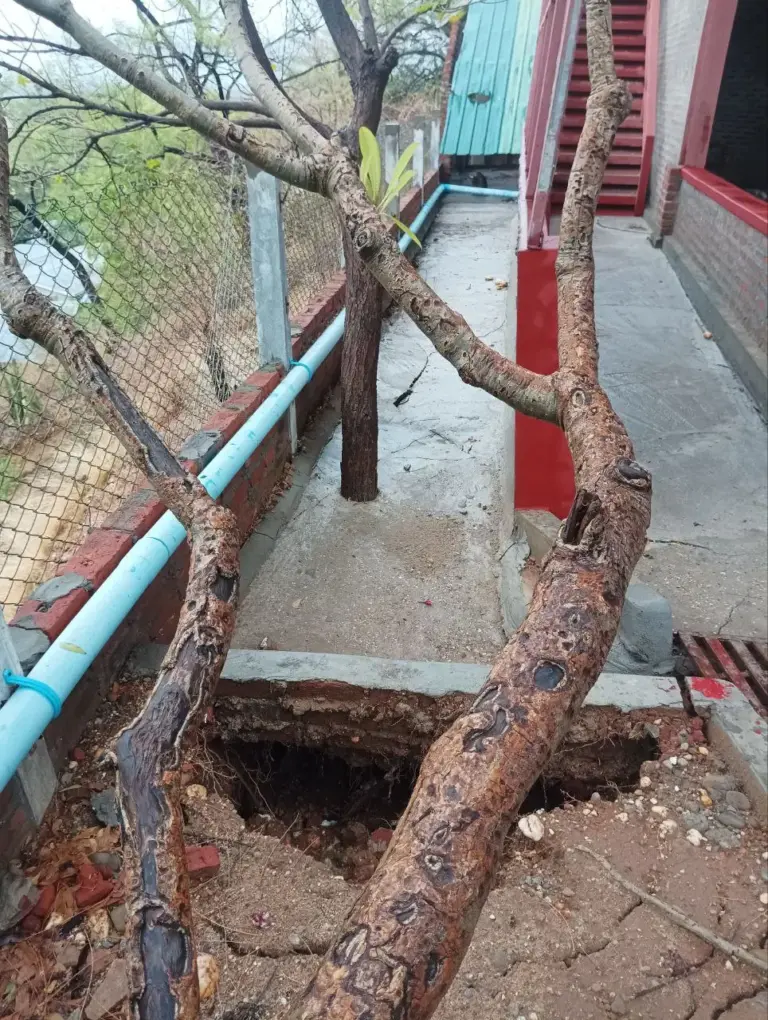 Beschädigter Weg und umgestürzter Baum neben einem Schulgebäude.